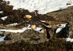 IMG_3648a1